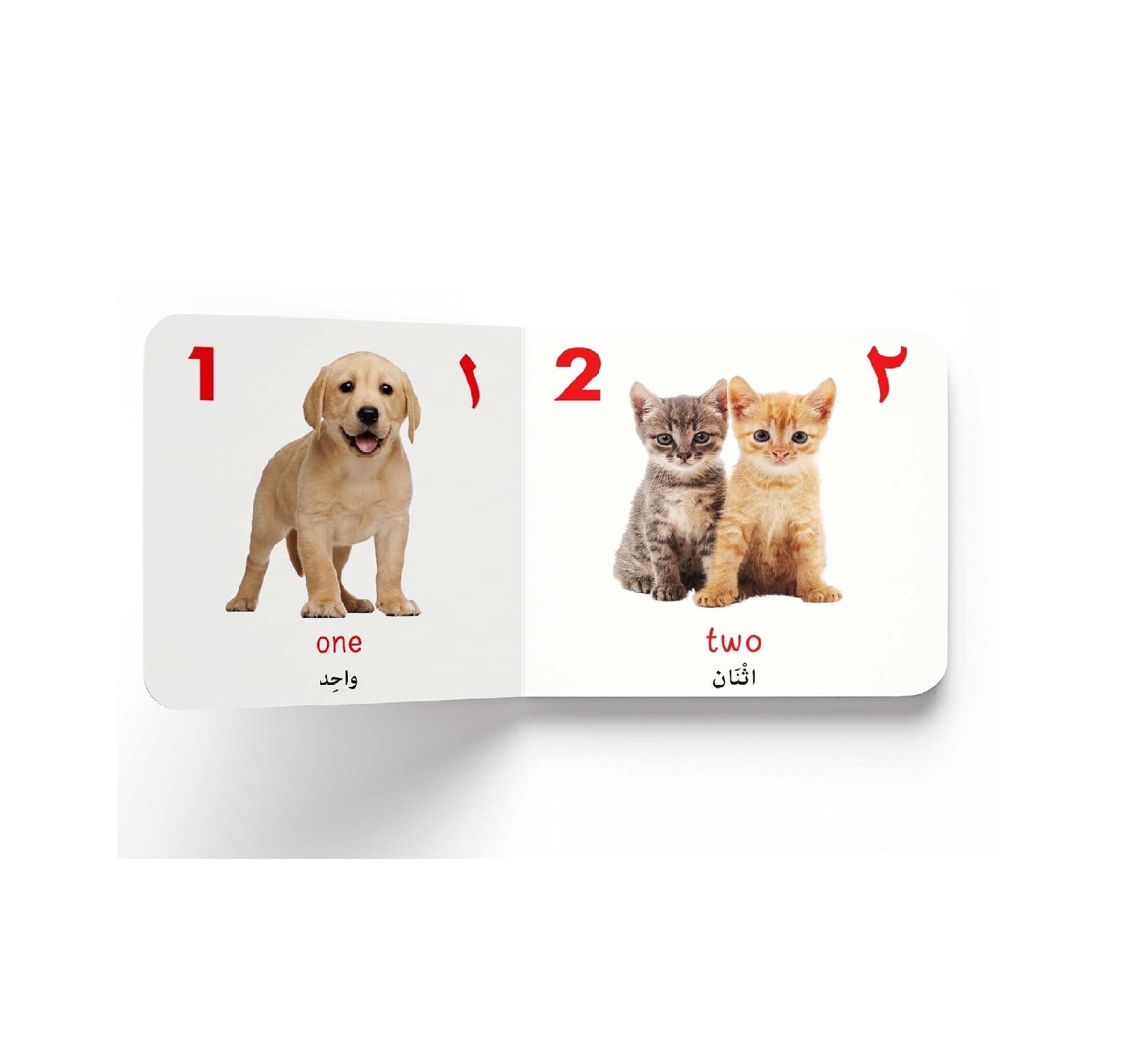 My First English-Arabic Learning Library: Bilingual Boxset of 10 Picture Board Books for Kids - Covers Basic Concepts and Everyday Topics Board book