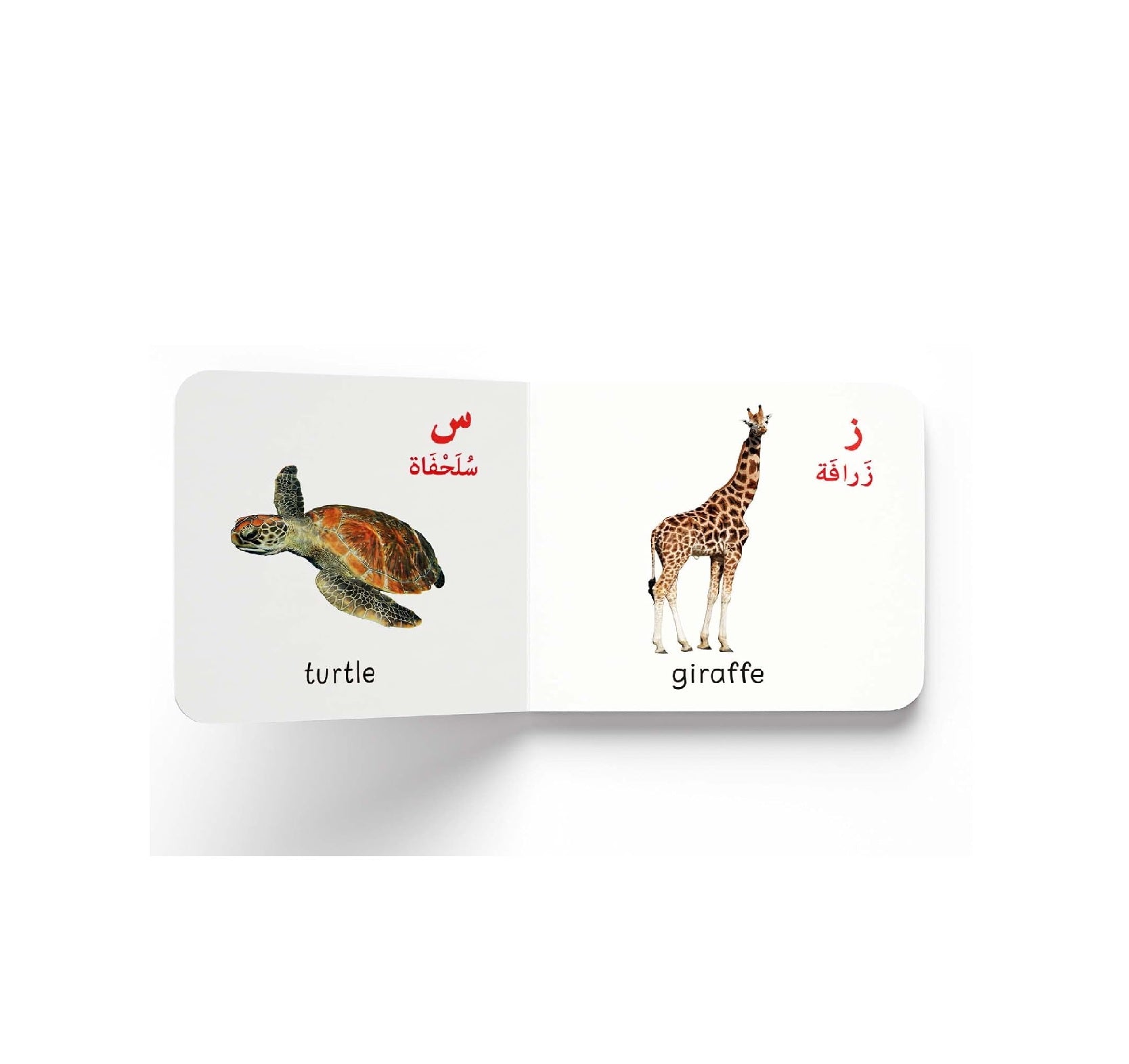 My First English-Arabic Learning Library: Bilingual Boxset of 10 Picture Board Books for Kids - Covers Basic Concepts and Everyday Topics Board book