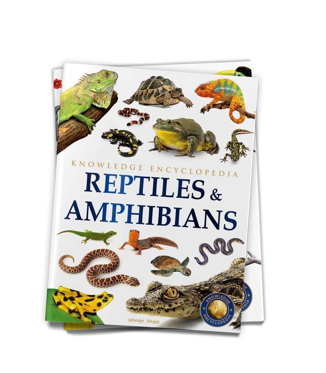 Animals - Reptiles and Amphibians : Knowledge Encyclopedia For Children Paperback Book