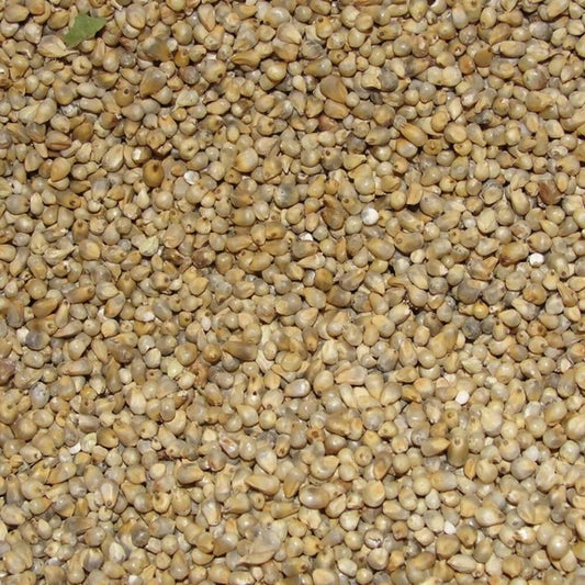 Freshon Pearl Millet - Natural - 1 kg