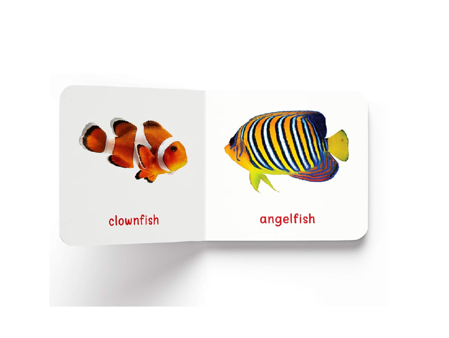 My First Book of Sea Animals |  Hardcover  Book