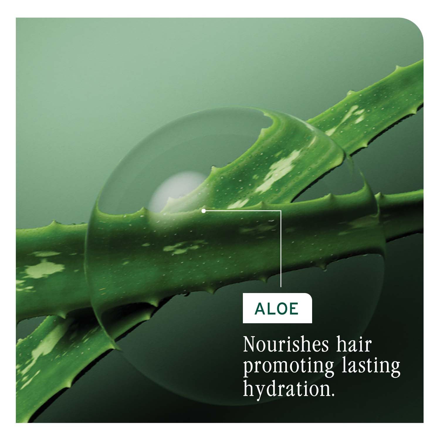 Biolage Hydrasource Conditioner, Paraben Free, Intensely Hydrates Dry Hair, For Dry Hair (Apricot)