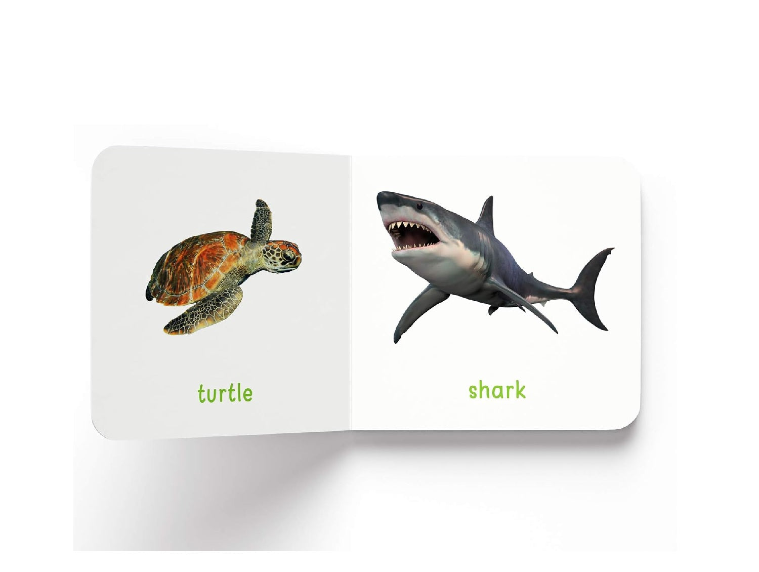 My First Book of Sea Animals |  Hardcover  Book