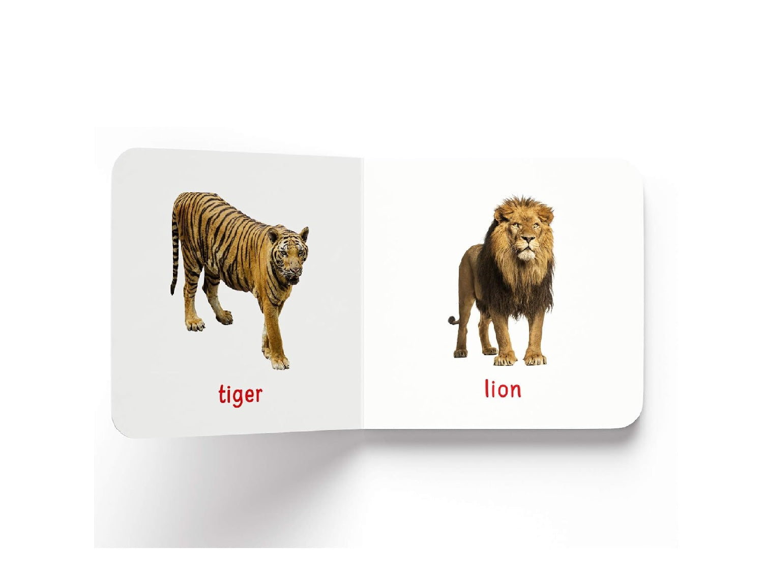 My First Book of Wild Animals | Hardcover