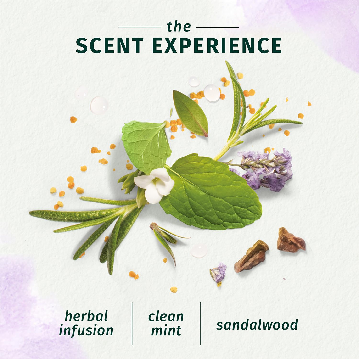 Herbal Essences bio:renew Rosemary and Herbs SHAMPOO, 240ml, No Parabens No Colorants