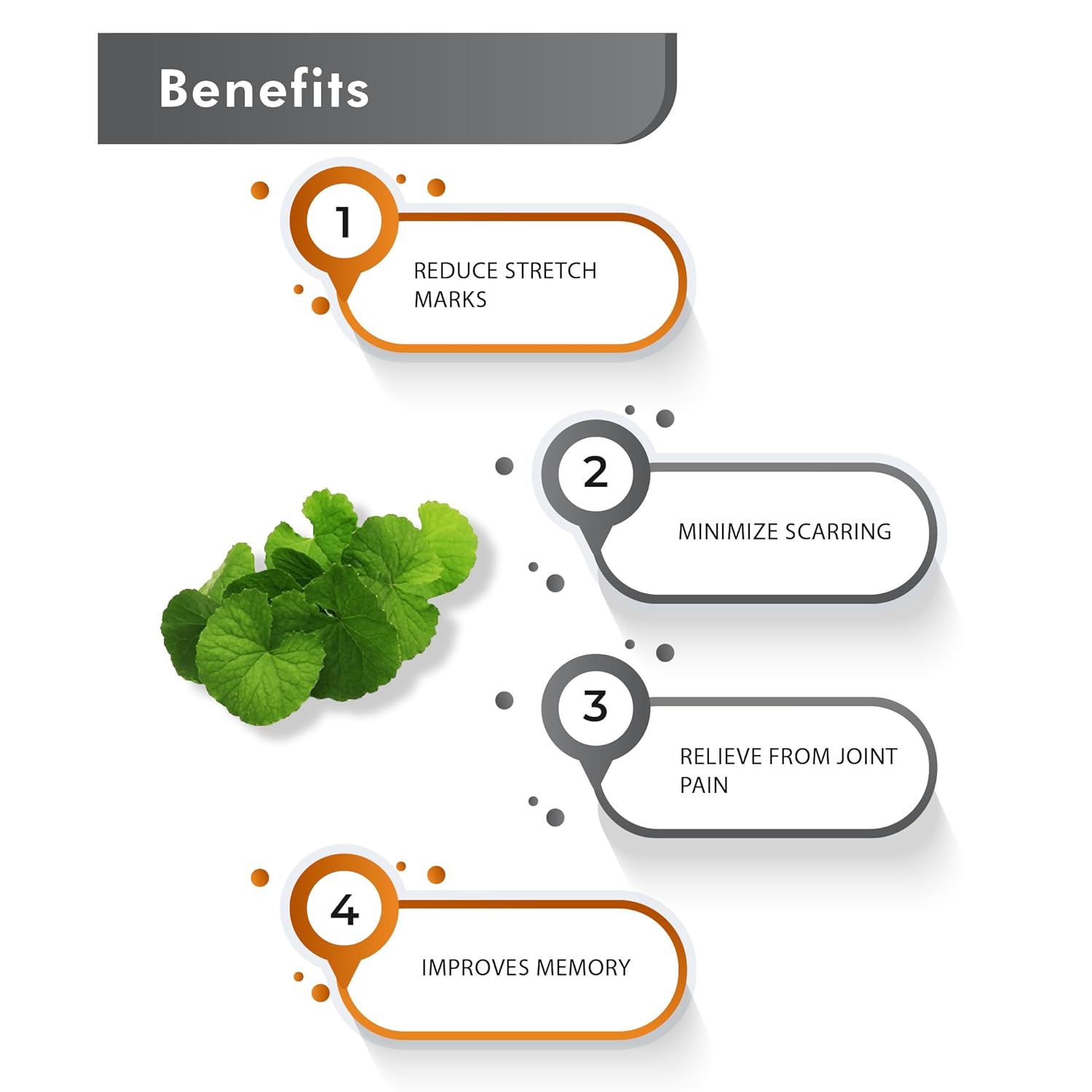 Just Jaivik Organic Gotu Kola Powder, 1/2 Pound - 227g USDA Organic - Centella Asiatica - Ayurvedic Herb for The Brain & Nervous System Also Known as Mandupakarni and Brahmi Powder