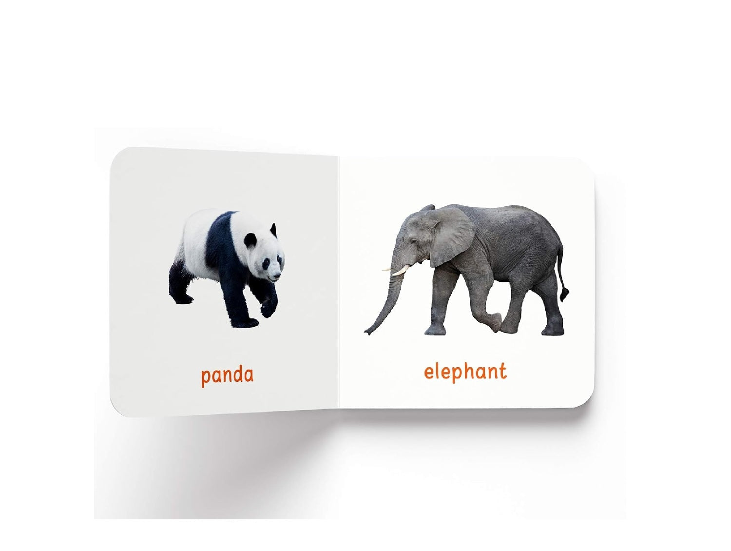 My First Book of Wild Animals | Hardcover