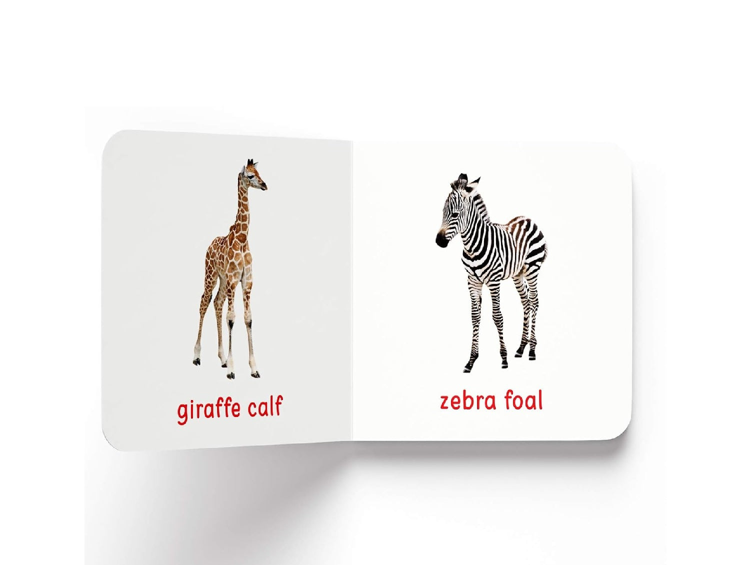 My First Book of Baby Animals |  Hardcover