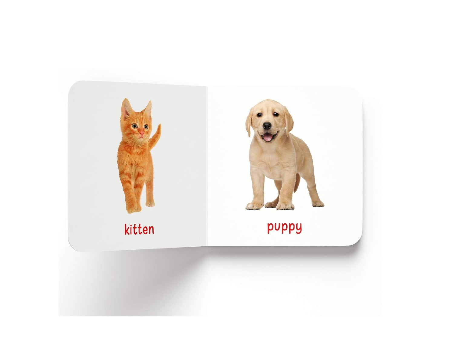 My First Book of Baby Animals |  Hardcover
