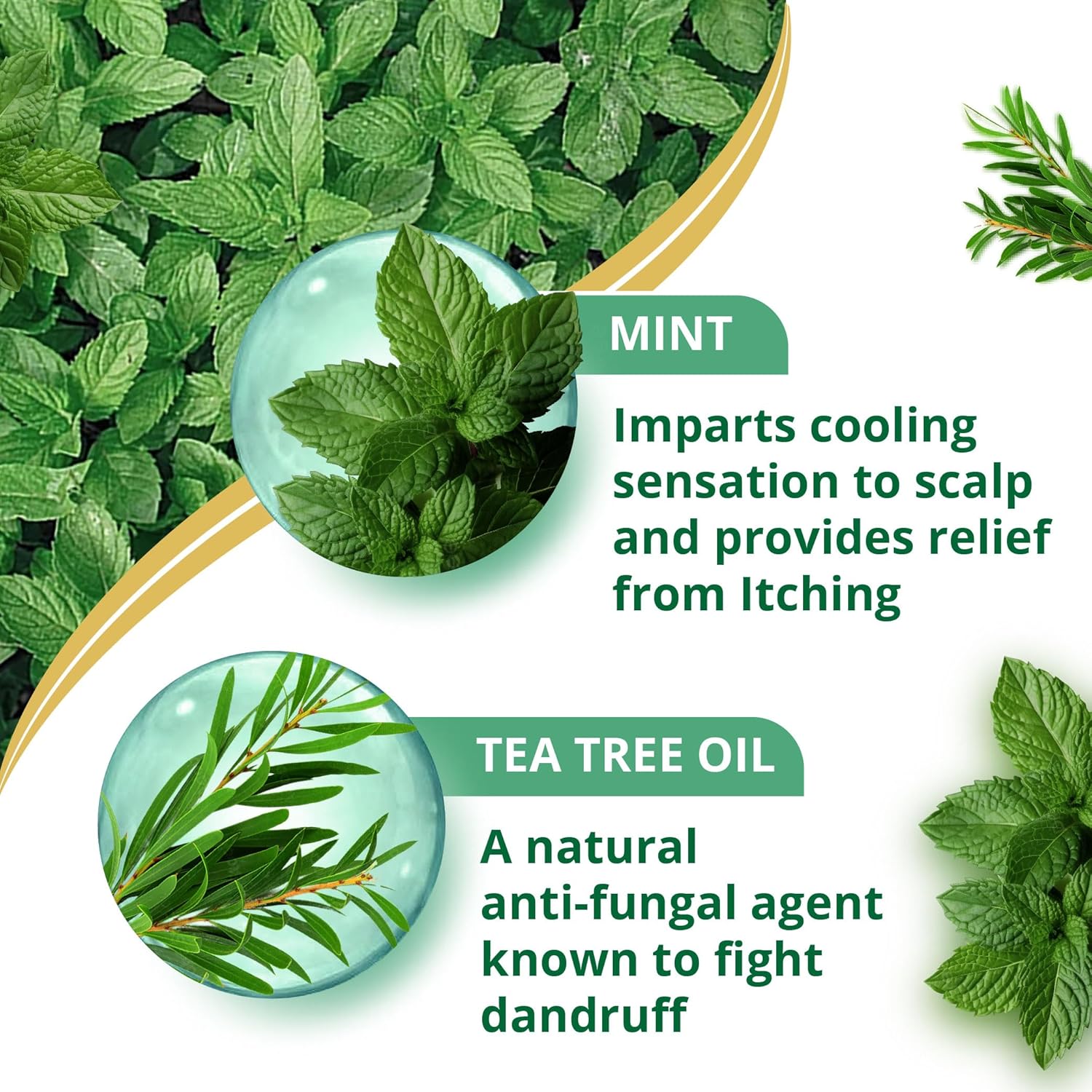 Himalaya Anti-Dandruff Cooling Mint Shampoo | Fights Dandruff | Soothes Scalp & Revives Hair | Enriched with Tea Tree Oil & Mint | For Women & Men | 200ml