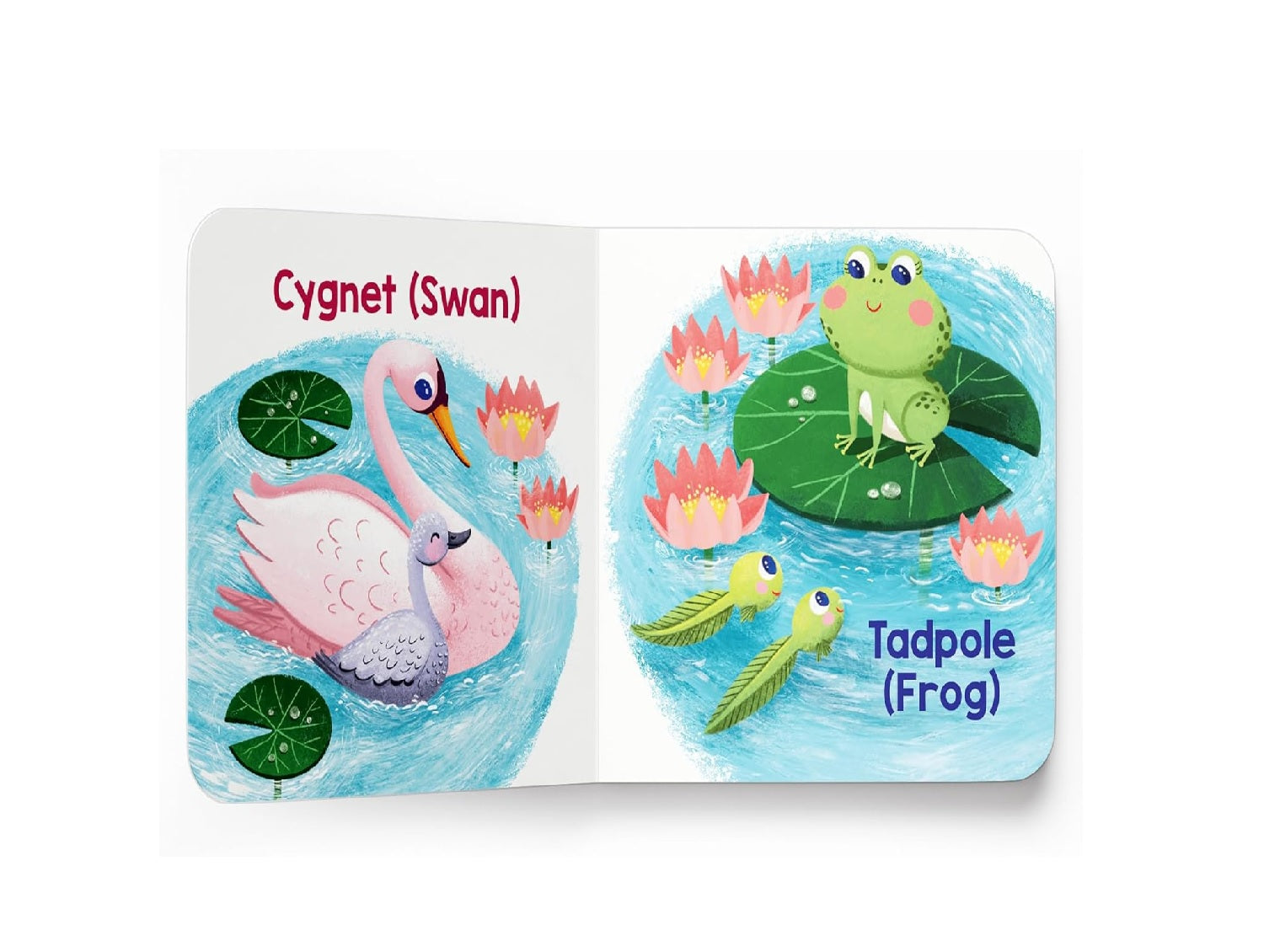 My First Baby Animal – Boxed Set of 5 Board Books : Mini Box Set Board book – Picture Book